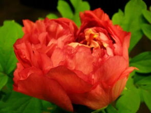 牡丹花哪些品种为上等品种,中国最有名的四大野生牡丹花？