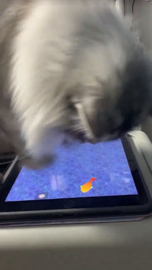 猫咪玩嗨了 推荐给iPad已贴膜的铲屎官 