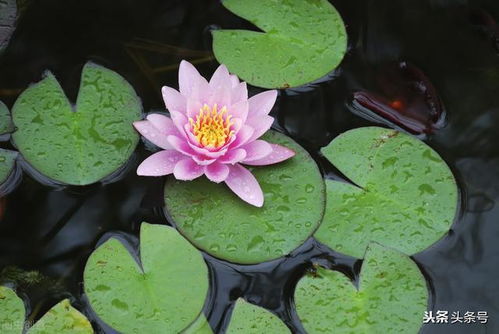 莲花冬季会死吗,莲花冬季会死吗？