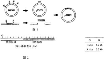 被限制酶识别的序列该怎么判断