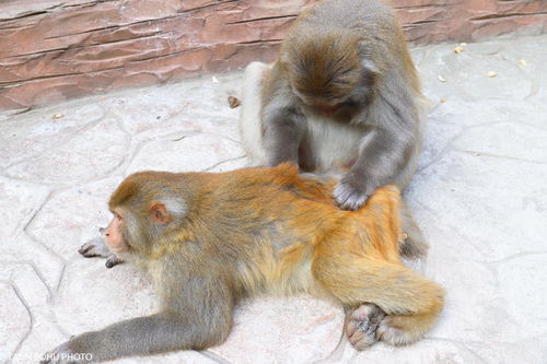 太行山下有三千多只野生猕猴,被称中国猴山