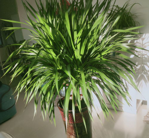 客厅养开花植物不合适,养3种绿叶树,不仅寓意好,还能净化空气