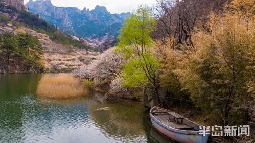 天哪 快看 青岛一夜之间花开成海