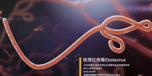 埃博拉病毒 究竟有多可怕