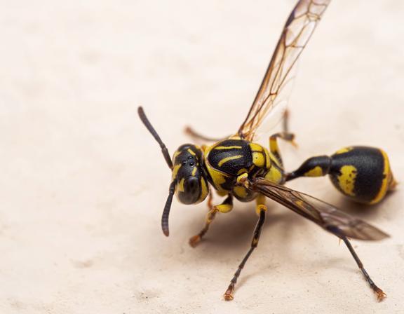 你能分清蜜蜂和黄蜂吗 这些方法教你轻松区分和防范