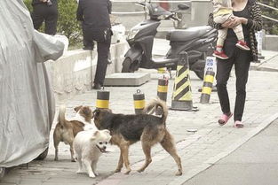 检察日报 恶犬伤人事件屡发 应推动养犬法规落地