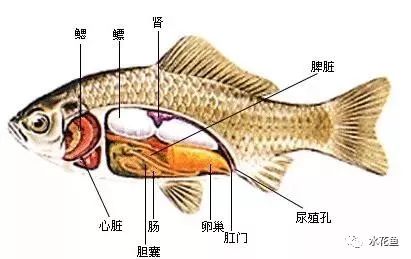 鱼类奇特的生理现象 有胃鱼和无胃鱼