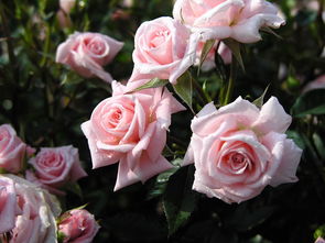 蔷薇与玫瑰的花语,求蔷薇,玫瑰的分别和各色蔷薇,玫瑰的花语
