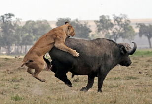 肯尼亚马赛马拉国家保护区一头非洲野牛遭到狮群围攻成功逃脱 