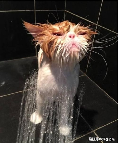 猫咪为啥不爱洗澡 本喵爷爷的爷爷都没有教我洗澡 凭啥你教我