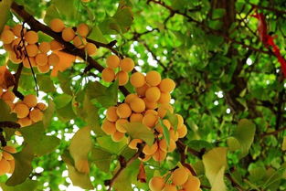 银杏树涝害,救命：几棵直径20几厘米的银杏树喊救命