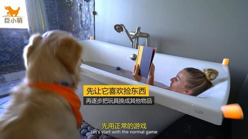 如何训练狗狗捡东西 训犬师 并不是打骂就可以的