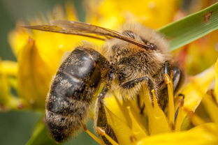 蜜蜂,亲爱的,微距摄影,宏,花粉,夏天,植物,昆虫,植物区系,花蜜,花,养蜂业,波兰村,野生花卉 