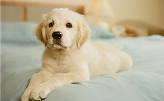 幼犬训练至关重要 如何对三个月大的金毛进行服从性训练