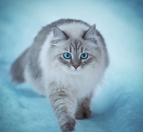 西伯利亚猫 资料图片 米粒分享网 Mi6fx Com