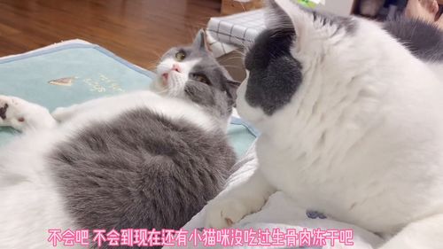 不会吧 不会真的还有小猫咪没吃过冻干生骨肉吧 