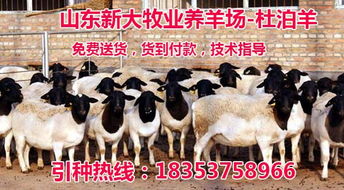 济宁肉羊场