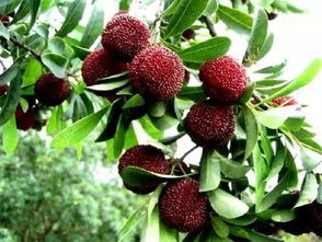 等了一年,南昌本地枇杷 杨梅 采摘指南 8种时令水果一直吃吃吃到秋天 