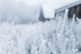 梦见冰雪