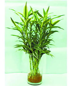 节节高花怎么养才能更旺盛,节节高竹子怎么养？
