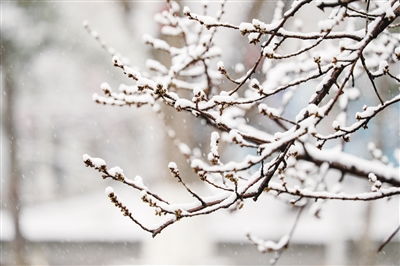 《春雪》,春雪的韵味与意境