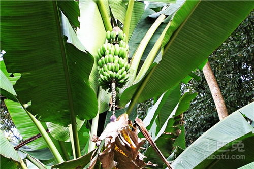 芭蕉树盆栽怎么养,芭蕉树盆栽的养护方法