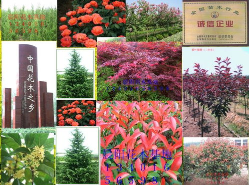 花卉园林公司名字大全,杭州中式园林大赏，美过梦华录