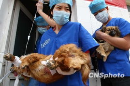 北京民众为爱犬做绝育手术 