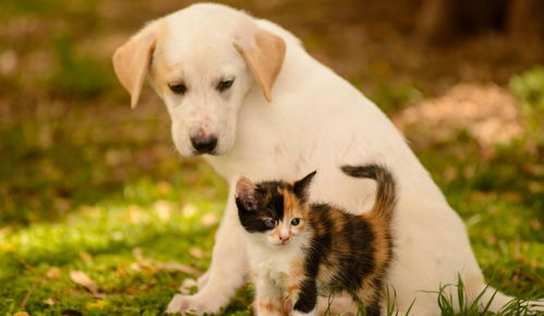 猫咪和狗狗一起养的家庭,注意这几个问题,就可以让猫狗和谐相处