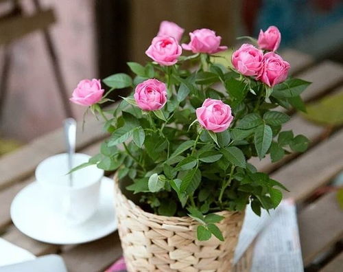 盆栽迷你玫瑰花怎么养,迷你玫瑰盆栽养殖方法