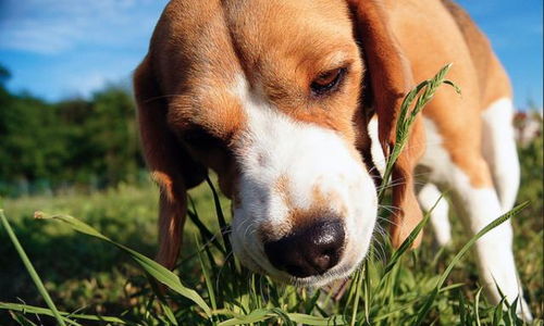 狗狗吃草是什么原因 狗狗突然猛吃草,其实是在自救