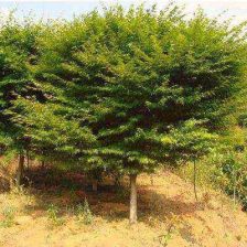黑龙江糖槭树苗：为美丽与甜蜜共舞的生态瑰宝