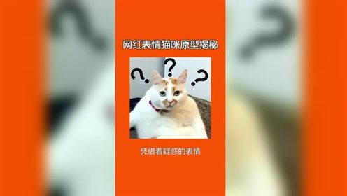 喵星球跑路了吗,喵星球跑了吗? 喵星球跑路了吗,喵星球跑了吗? 应用