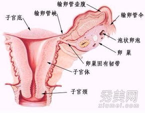 女性生殖器的天然保护屏障——阴唇(女性生殖系统自然防御功能)