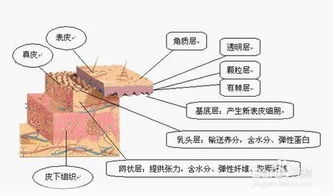 皮肤结构基础知识