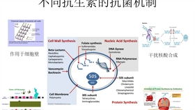 imm什么币,标签:国际货币市场，金融衍生品，期货，期权 imm什么币,标签:国际货币市场，金融衍生品，期货，期权 应用