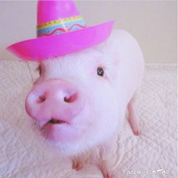 宠物界的时尚粉红迷你猪Hammy 