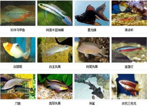 热带观赏鱼分几个品种 