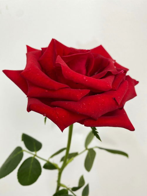 卡罗拉玫瑰和红玫瑰的区别在哪,刺多的玫瑰是什么品种