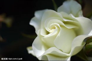 白玫瑰是摩羯座的花，白玫瑰是摩羯座的花语吗