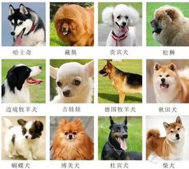 常见狗的品种大全简介及小型家养宠物狗排名 