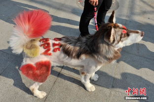 狗狗时尚秀在广西南宁举行 