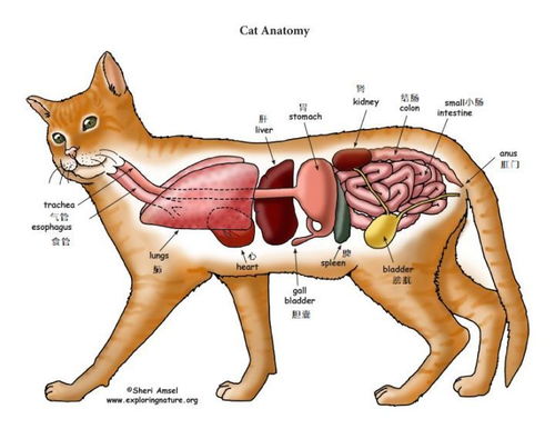 猫有季节性肠胃炎这个说法吗 肠胃炎和猫瘟如何区分 