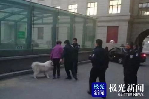 哈尔滨南岗公安分局积极开展违规养犬专项整治活动
