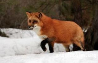 梦见橙色狐狸