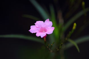 吉祥好运的花草图片大全（吉祥好运图