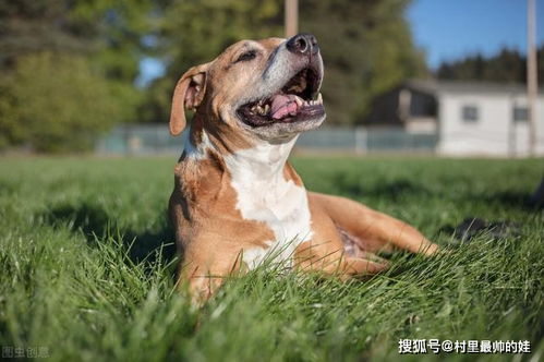 犬界战神 浪得虚名 20只比特犬放入非洲大草原,究竟会怎样