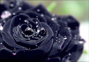 黑色玫瑰摩羯座(黑色玫瑰摩羯座图片)(黑色玫瑰是什么品种)