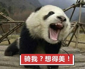 外国网友看熊猫,被这些一本正经的假科普笑飞了 