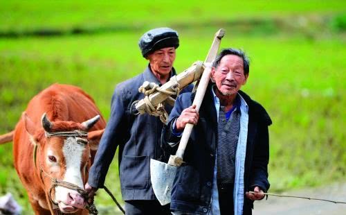 七八十岁还下地干活,农村老人咋想的 大多农民 不干活靠啥活着